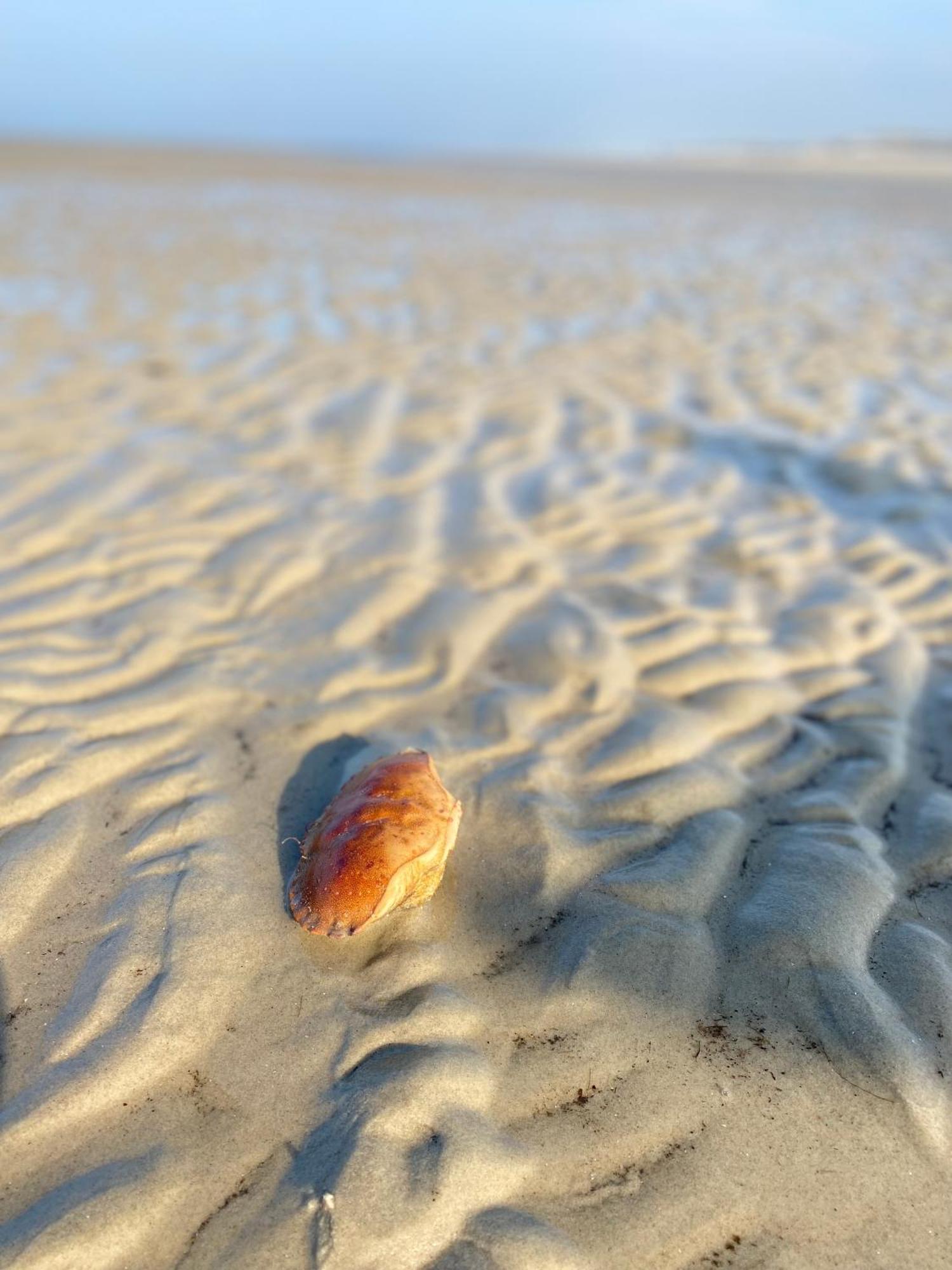 Wilder Klaus Διαμέρισμα Wangerooge Εξωτερικό φωτογραφία